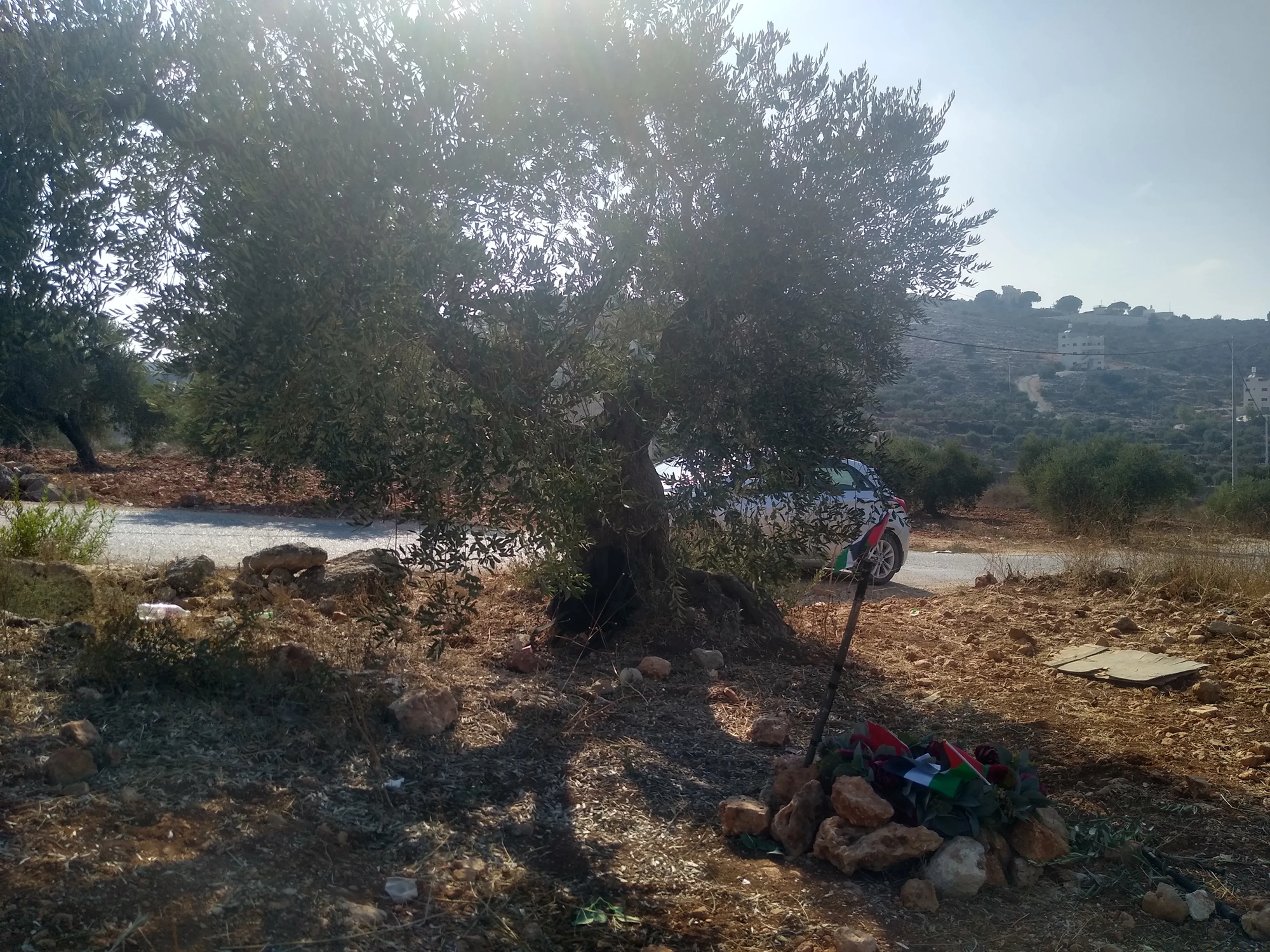 The olive tree in Beita where Ayşenur was murdered.