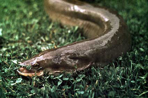 Eel.