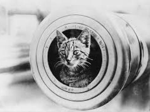 WW1 era photo of a cat's head poking out of the muzzle of a field gun.