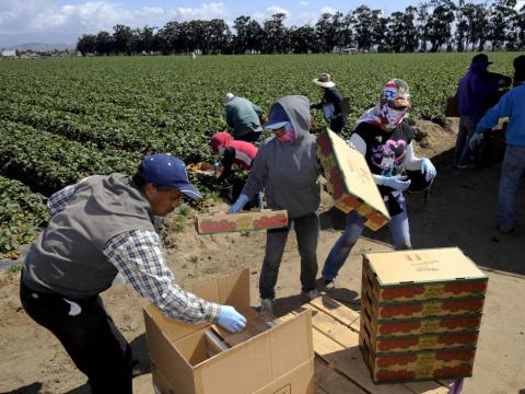 A picture of various immigrant farmworkers boxing up picked peppers on a field somewhere in the United States.