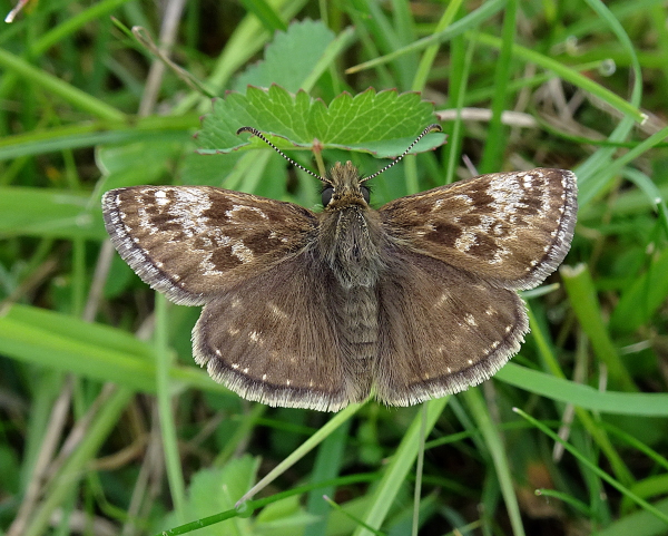 Dingy Skipper butterfly