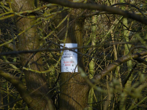The NOTICE SAYS: "THIS TREE CONTAINS A COLONY OF RARE BUTTERFLIES. DO NOT CUT DOWN!" DATE: 17/02/2013 TIME: 14.44. (The tree was then cut down.....)