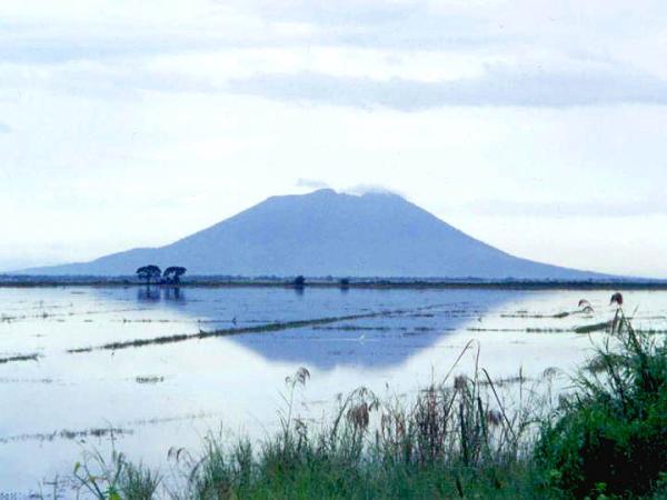 Mount Arayat in the background of rice paddies