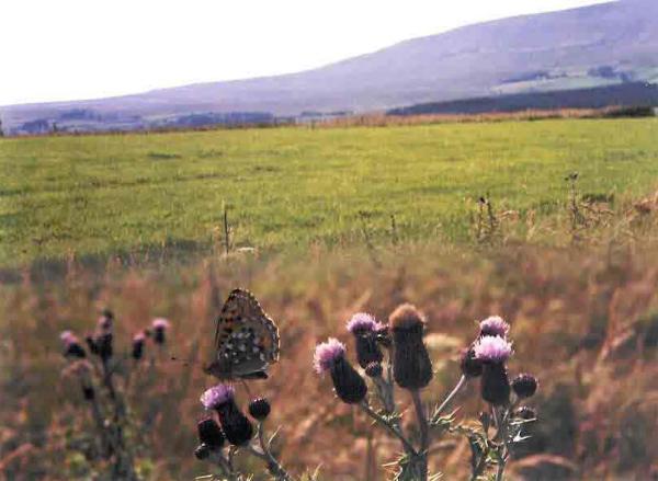 Scar Close, N Yorks. Limestone pavement at the foot of  the mountain of Ingleborough. A Dark Green Fritillary nectaring on thistle, August 2003. Across the field and rising in the background is Whernside, the highest Yorkshire mountain.