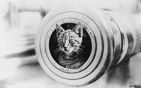 WW1 era photo of a cat's head poking out of the muzzle of a field gun.