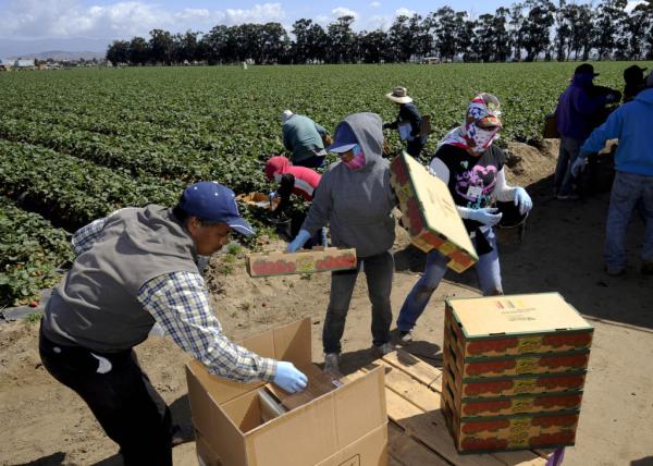 A picture of various immigrant farmworkers boxing up picked peppers on a field somewhere in the United States.